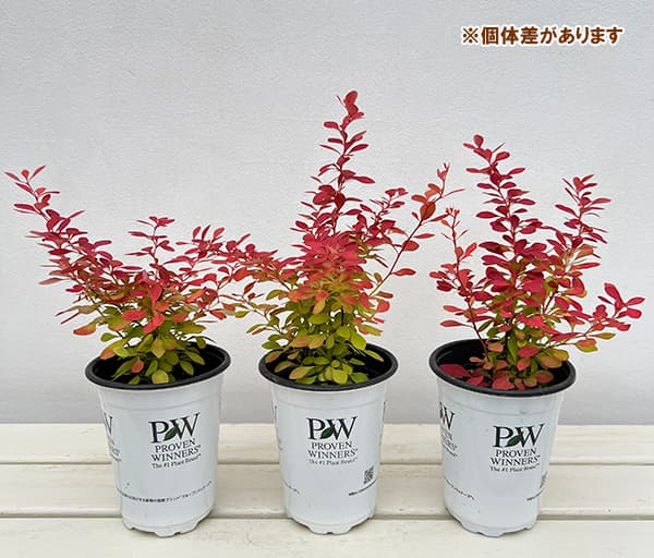 花木 庭木の苗 メギ(バーベリス) サンジョイ...の詳細画像3