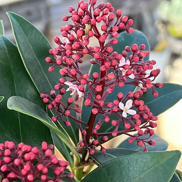 スキミアのおすすめ人気商品一覧 通販 - Yahoo!ショッピング