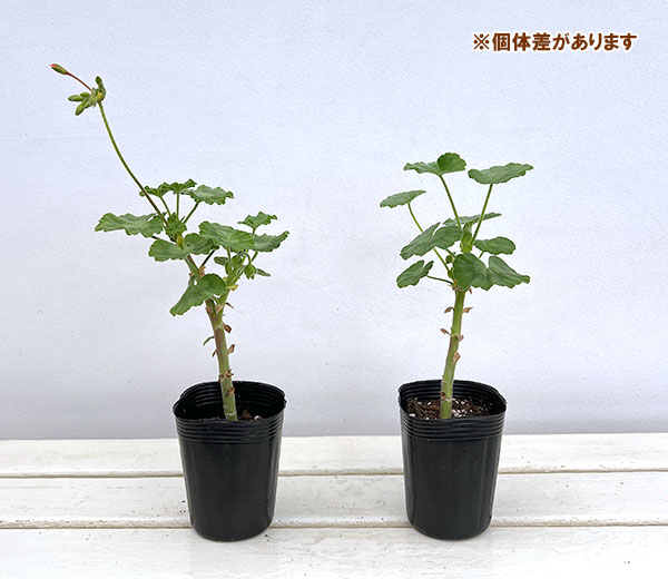 ゼラニウム 八重咲きのおすすめ人気商品一覧 通販 - Yahoo!ショッピング