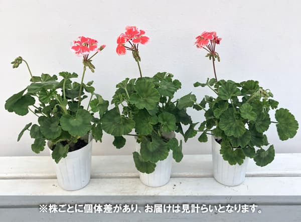ゼラニウム 八重咲き（花、ガーデニング）のおすすめ人気商品一覧 通販
