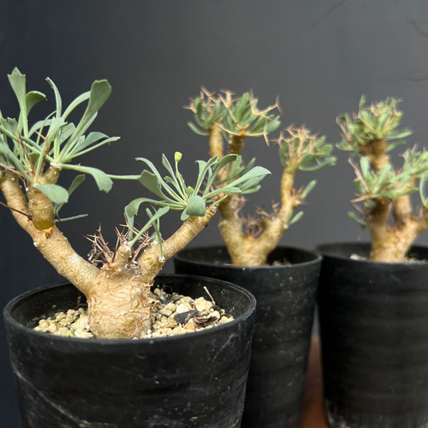 オトンナ ユーフォルビオイデス トリプリネルビア 10本セット① オトンナ ユーフォルビオイデス トリプリネルビア 10本セット①