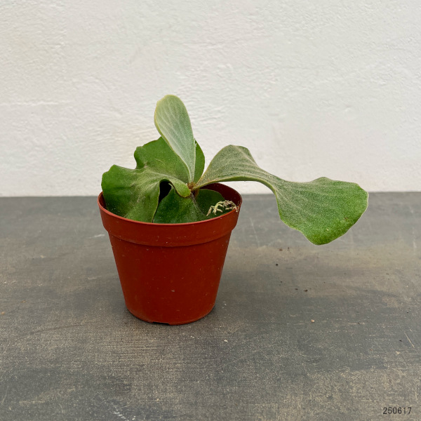 観葉植物 ビカクシダ(コウモリラン) エレファ...の詳細画像2