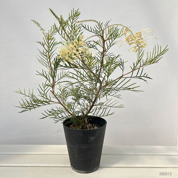 グレビレア（苗木、植木） | 花、ガーデニング のおすすめ人気商品一覧