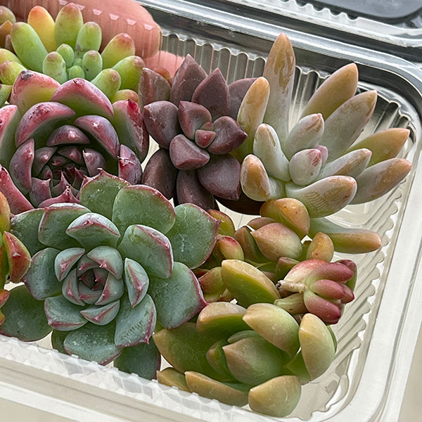 観葉植物 多肉植物切り芽(カット芽)2年もの紅...の詳細画像2