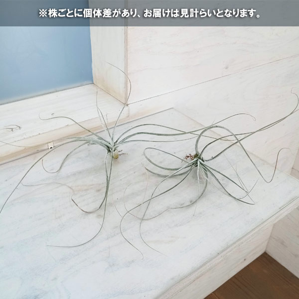 観葉植物/チランジア：T.ehlersiana sp clumps　子株｜engei｜06