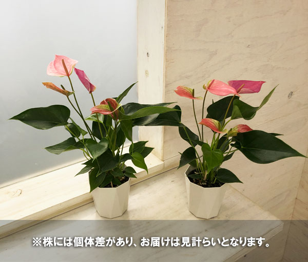 観葉植物/アンスリウム：フジゴロモ　3.5号｜engei｜02