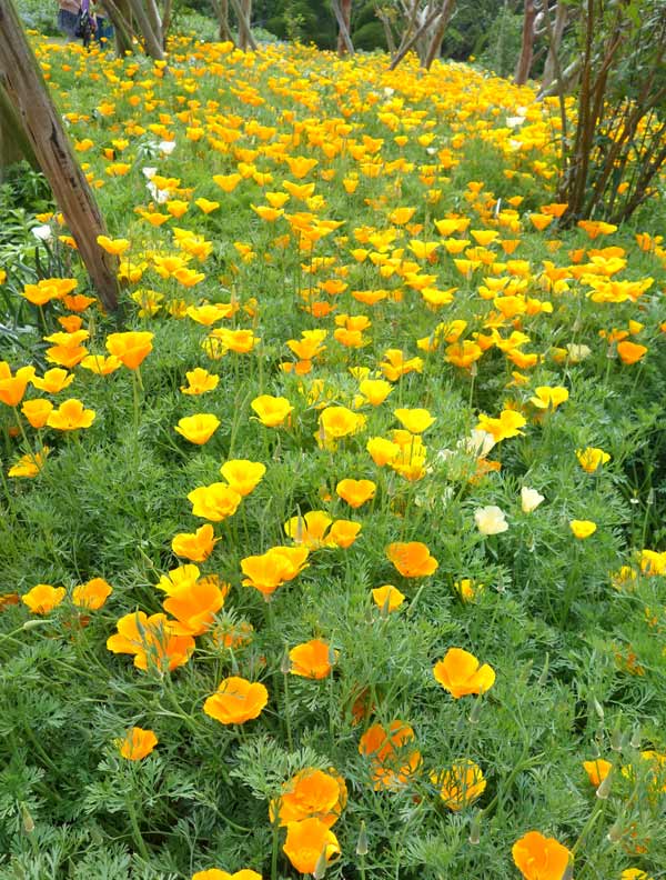 ハナビシソウの種 花タネ - 花