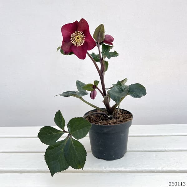 園芸ネットクリスマスローズの苗のおすすめ人気商品一覧 通販 - Yahoo