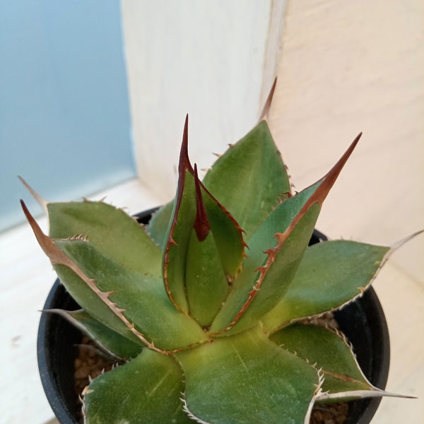 アガベ ホリダのおすすめ人気商品一覧 通販 - Yahoo!ショッピング