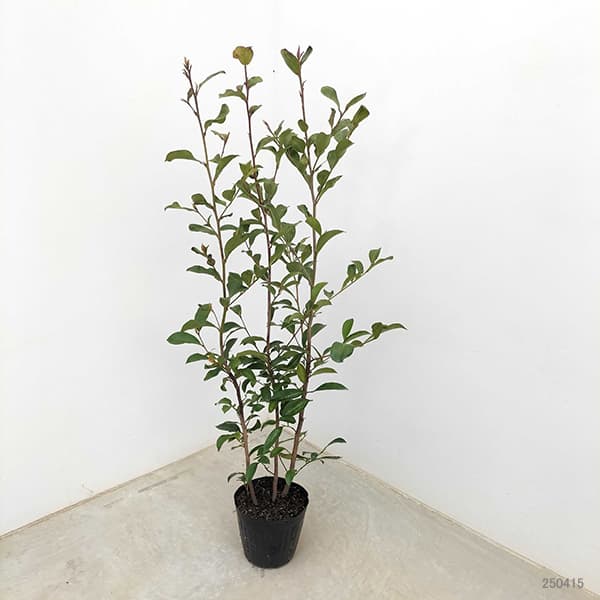 神棚 榊 苗（苗木、植木） | 花、ガーデニング のおすすめ人気