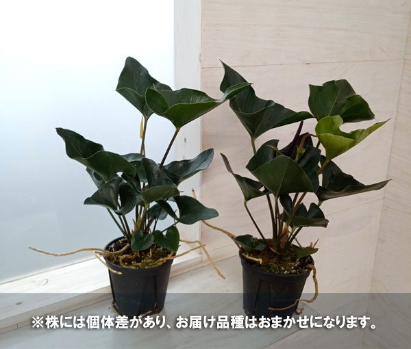 観葉植物/アンスリウム：アロー　5号硬質ポット｜engei｜04