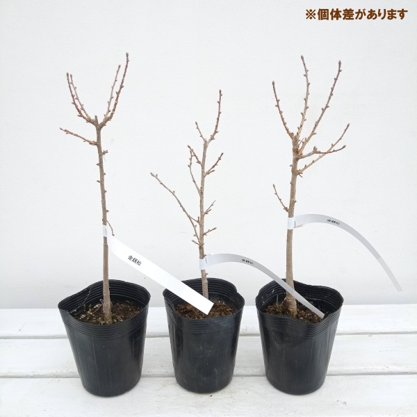 花木 庭木の苗 マツ（松） マネーパイン3.5号ポット : 園芸ネット