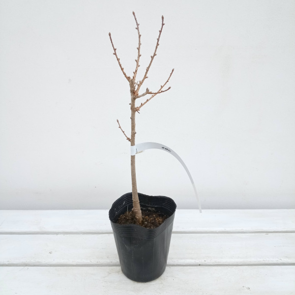 花木 庭木の苗 マツ（松） マネーパイン3.5号ポット : 園芸ネット