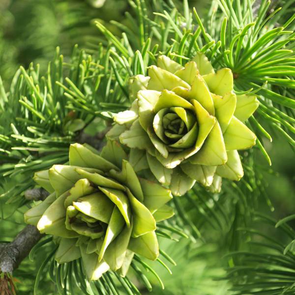 花木 庭木の苗 マツ（松） マネーパイン3.5号ポット : 園芸ネット