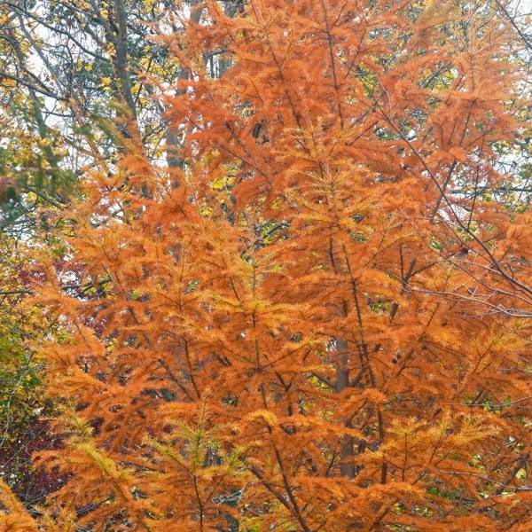 花木 庭木の苗 マツ（松） マネーパイン3.5号ポット : 園芸ネット