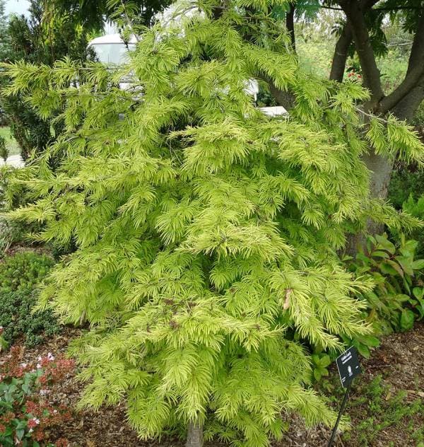 花木 庭木の苗 マツ（松） マネーパイン3.5号ポット : 園芸ネット