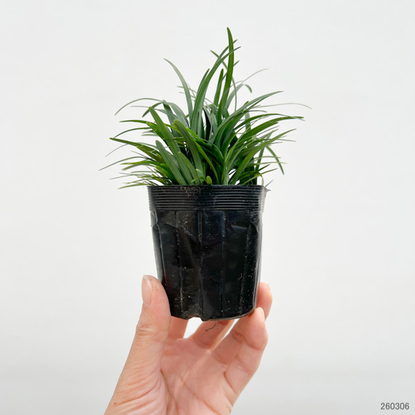 リュウノヒゲ コクリュウ（苗） | 花、ガーデニング の商品一覧 通販