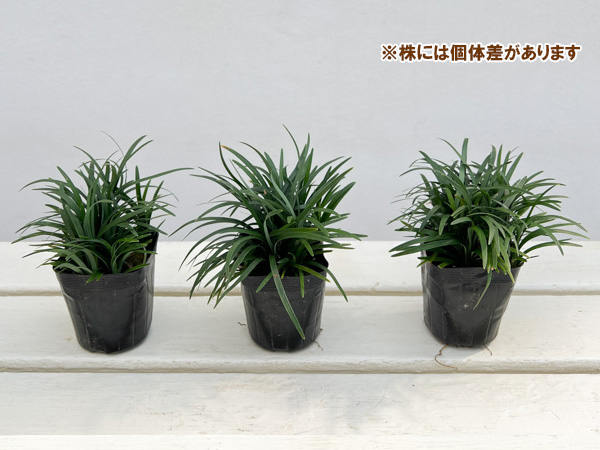 リュウノヒゲ コクリュウ（苗） | 花、ガーデニング の商品一覧 通販