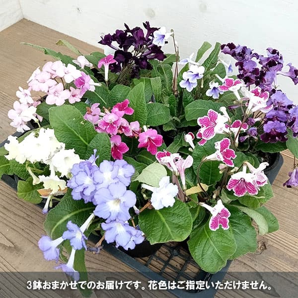 ストレプトカーパス：花色ミックス5号鉢植え 3鉢セット