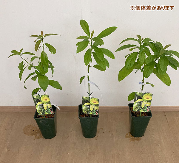 アボカド苗の商品一覧 通販 - Yahoo!ショッピング