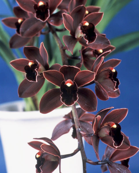 シンビジウム 鉢のおすすめ人気商品一覧 通販 - Yahoo!ショッピング