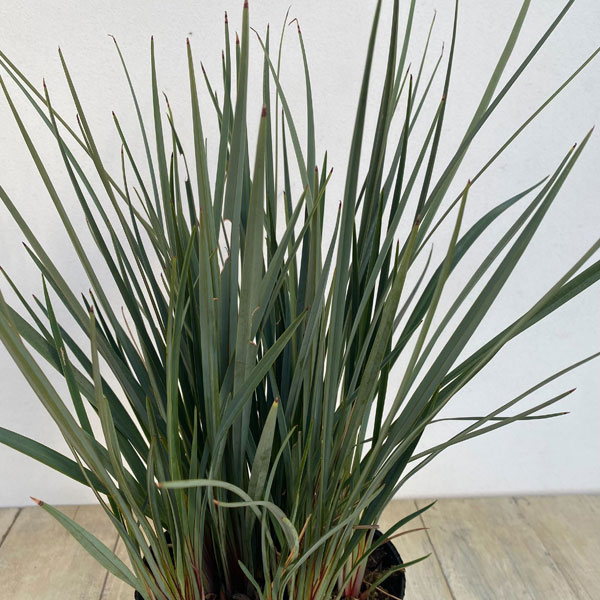 ディアネラ（花、ガーデニング）のおすすめ人気商品一覧 通販 - Yahoo