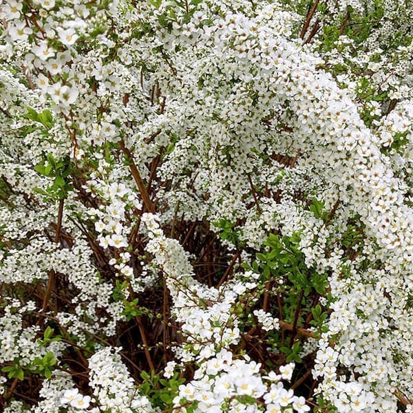 花木 庭木の苗 ユキヤナギ(雪柳)4号ポットの詳細画像2