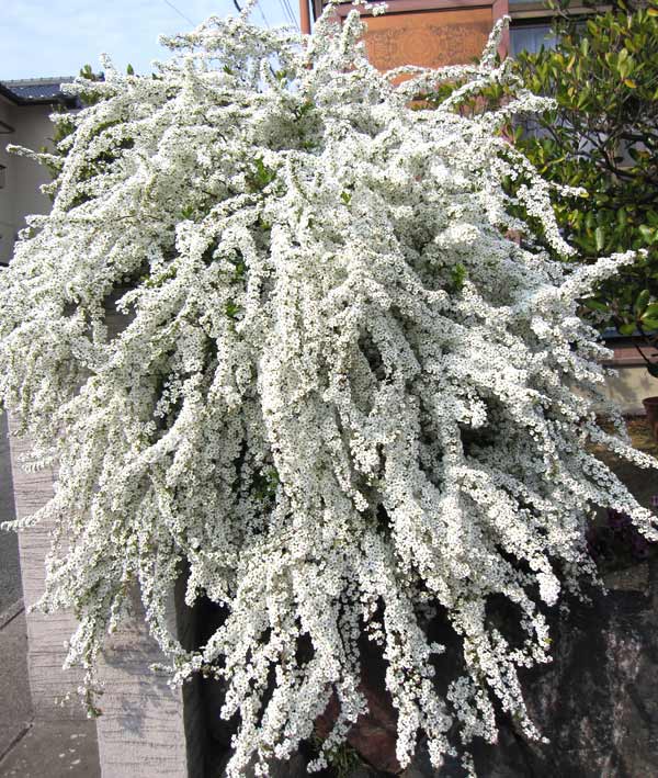 花木 庭木の苗 ユキヤナギ(雪柳)4号ポットの詳細画像3