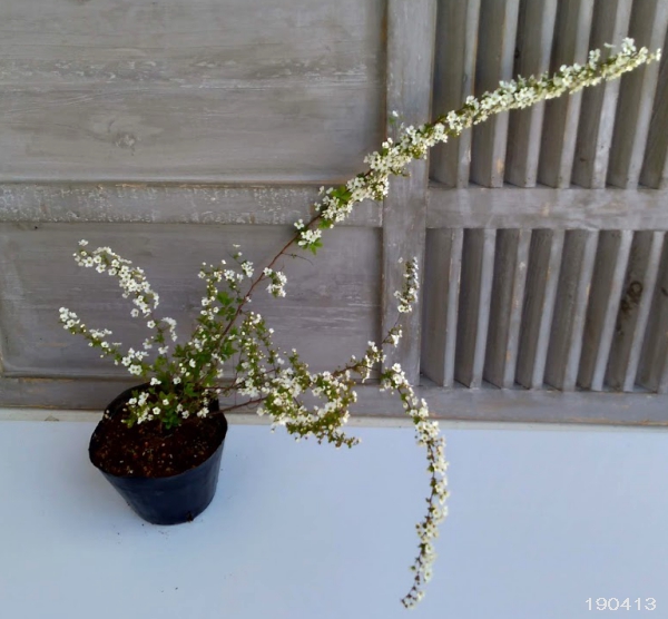 花木 庭木の苗 ユキヤナギ(雪柳)4号ポットの詳細画像1