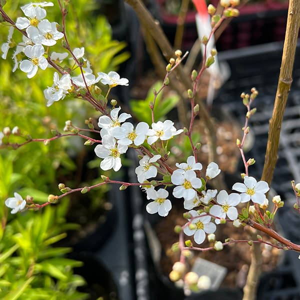 花木 庭木の苗 ユキヤナギ(雪柳)4号ポットの詳細画像4