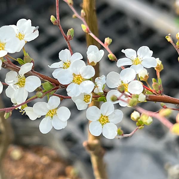 花木 庭木の苗 ユキヤナギ(雪柳)4号ポットの詳細画像5