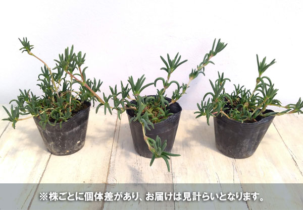 草花の苗 マツバギク 耐寒這性マツバギク紫桃花...の詳細画像4