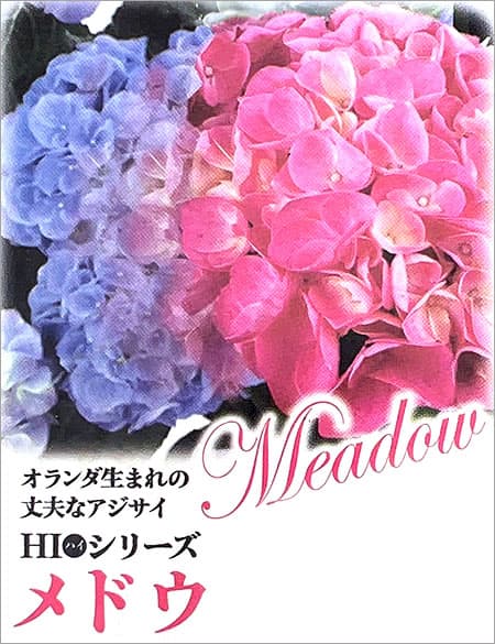 (わけあり特価)アジサイ ハイメドウ(ピンク)...の詳細画像5