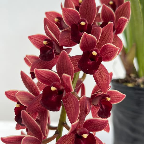 キンリョウヘン 花芽のおすすめ人気商品一覧 通販 - Yahoo!ショッピング