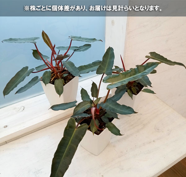 観葉植物/棚卸セール フィロデンドロン：アタバポエンセ　4号鉢植え｜engei｜07