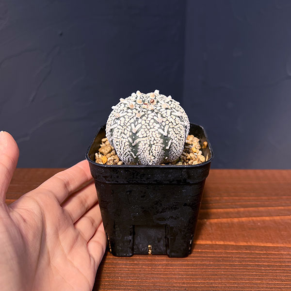 アストロフィツム（サボテン、多肉植物） | 花、ガーデニング の商品