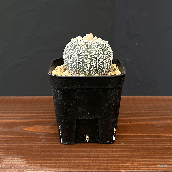観葉植物 アストロフィツム 兜丸 Vタイプ 6...の詳細画像1