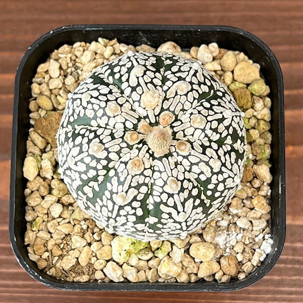 観葉植物 アストロフィツム 兜丸 Vタイプ 6...の詳細画像2