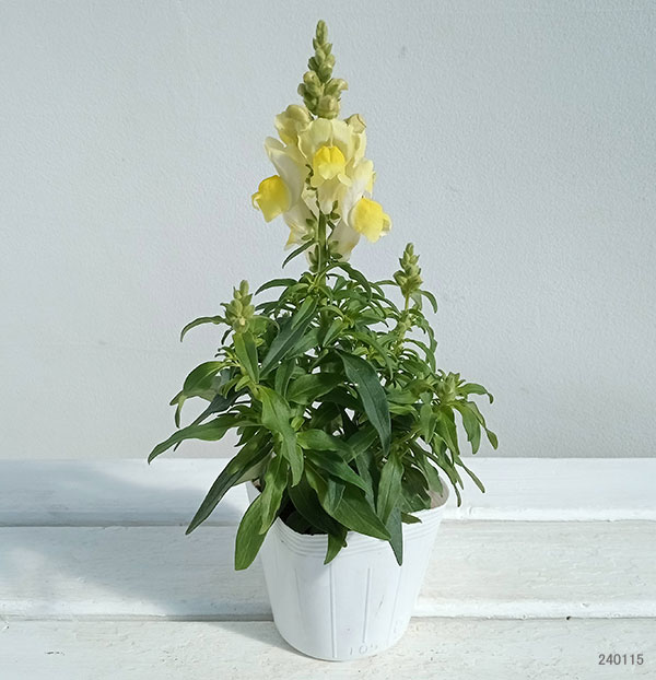 草花の苗 キンギョソウ(金魚草) キャンディー...の詳細画像5