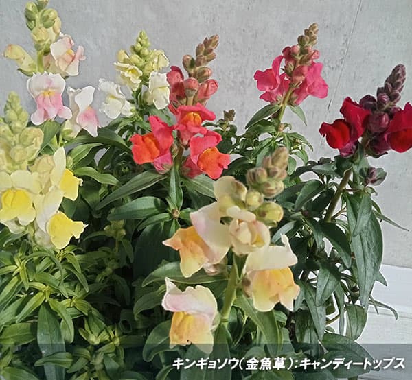 草花の苗 キンギョソウ(金魚草) キャンディー...の詳細画像4