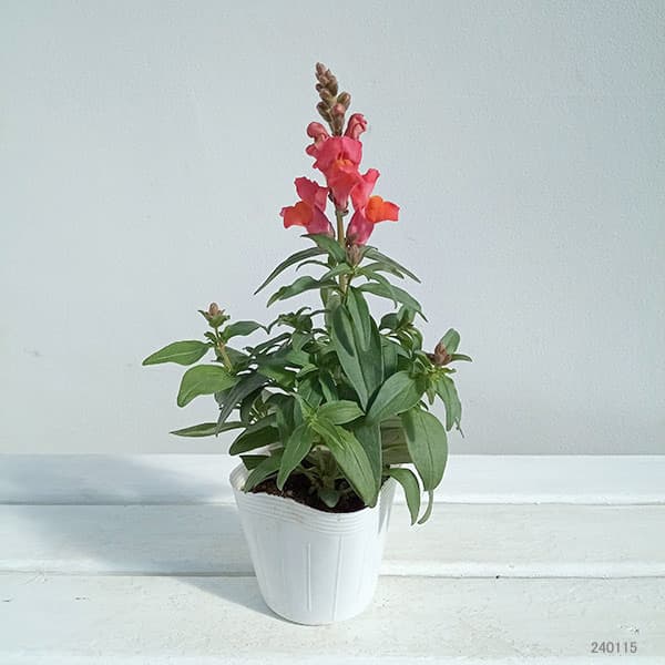 草花の苗 キンギョソウ(金魚草) キャンディー...の詳細画像1