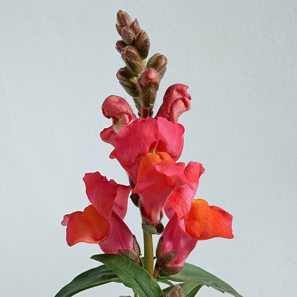 草花の苗 キンギョソウ(金魚草) キャンディー...の詳細画像2