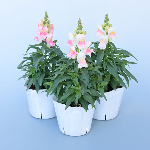 キンリョウヘン 花芽の商品一覧 通販 - Yahoo!ショッピング