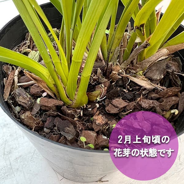 キンリョウヘン 花芽のおすすめ人気商品一覧 通販 - Yahoo!ショッピング