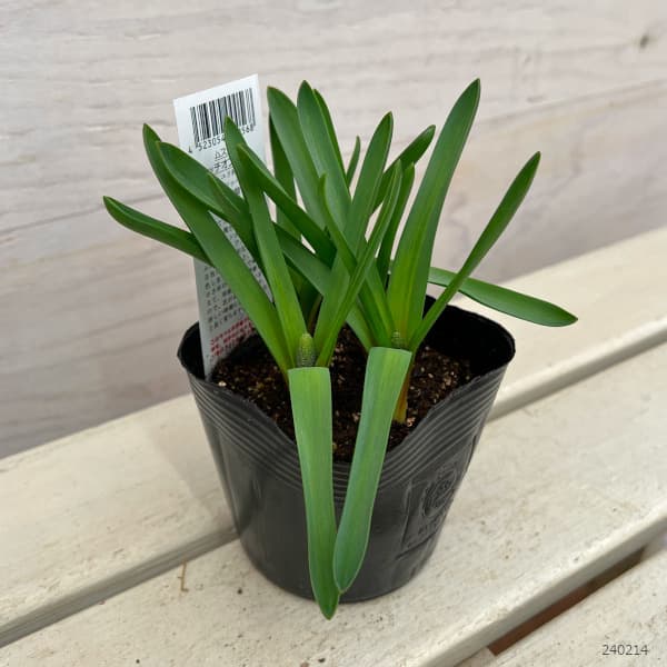 ムスカリ タッチオブスノー4球植え3.5号ポットの詳細画像1