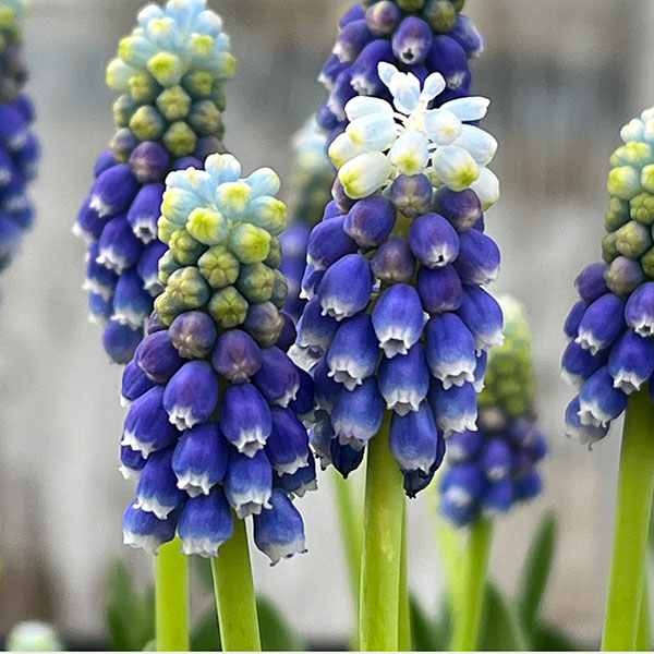 ムスカリ タッチオブスノー4球植え3.5号ポットの詳細画像3