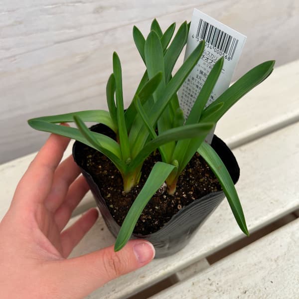 ムスカリ タッチオブスノー4球植え3.5号ポットの詳細画像4