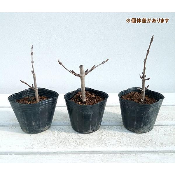 花木 庭木の苗/オオデマリ（ビバーナム）：ローズエース3号ポット｜engei｜04