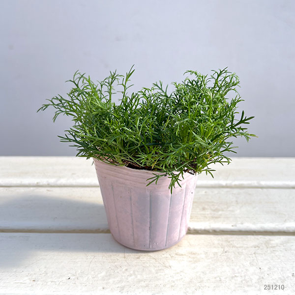 ニューサマーデイジー ステラ(ニューサマーステ...の詳細画像1