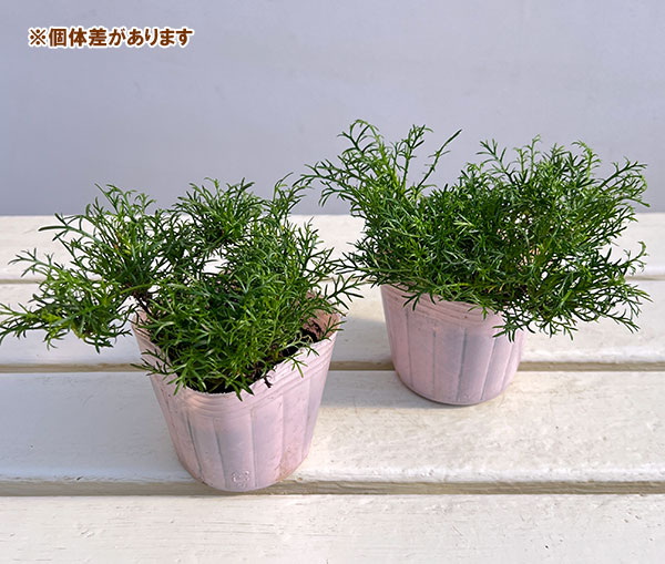 ニューサマーデイジー ステラ(ニューサマーステ...の詳細画像2